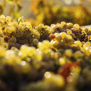 ボルドーが世界に誇る、黄金に輝く「ワインの宝石」