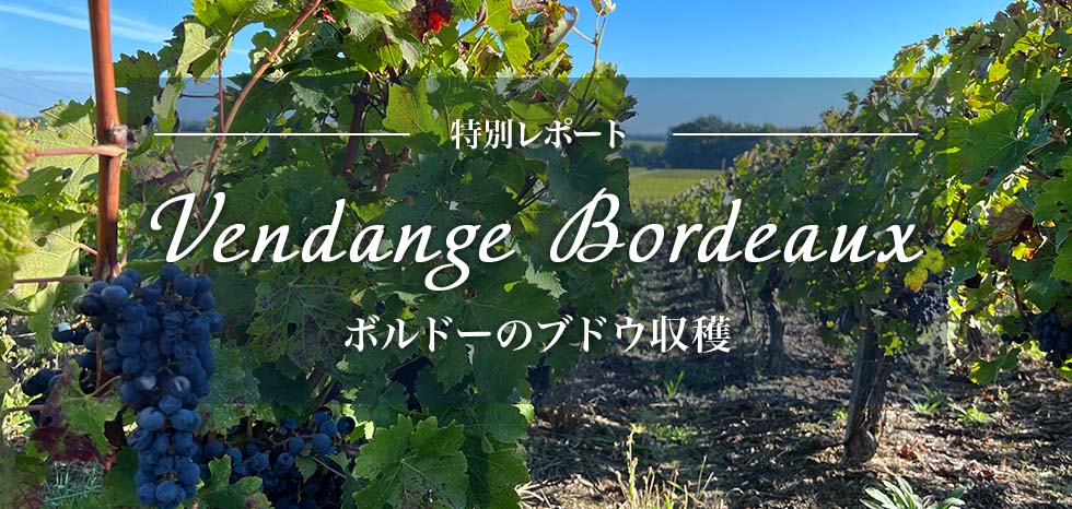特別レポート　Vendange Bordeaux　ボルドーのブドウ収穫