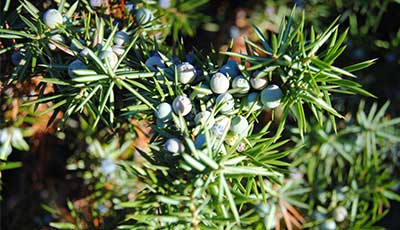 ジュニパーベリー