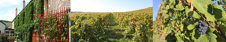 世界一高価なワイン、ロマネ・コンティ