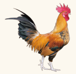鶏
