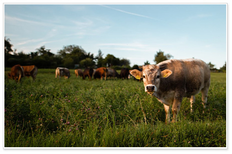 実りの秋に巡る、ノルマンディーへの旅