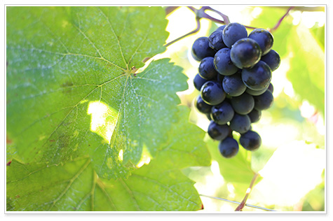 世界一高価なワイン、ロマネ・コンティ