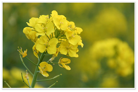 レ・フルール・ド・コルザ菜の花畑