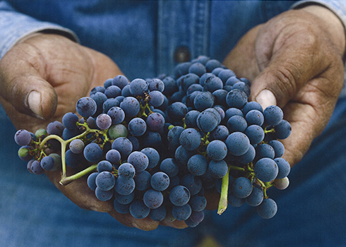 Cabernet