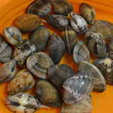 アサリを洗います