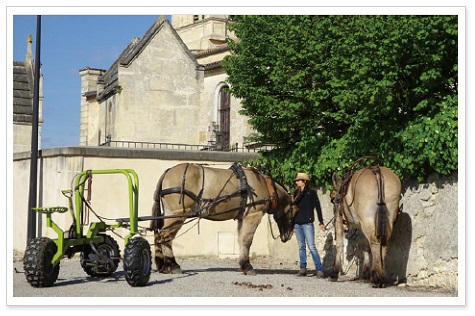 ボルドーの畑から