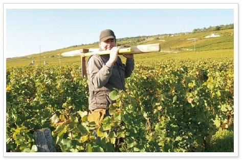 ブドウ畑の杭打ち