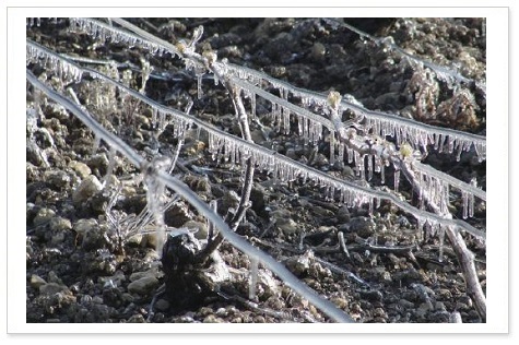 シャンパーニュ地方の春